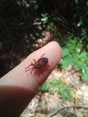 Metamasius hemipterus