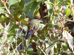 Chalcostigma herrani