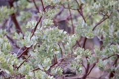 Arctostaphylos pringlei drupacea