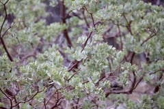 Arctostaphylos pringlei drupacea