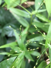 Ottochloa gracillima