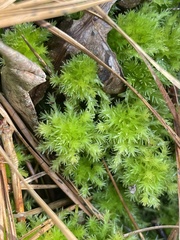 Sphagnum strictum