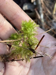 Sphagnum strictum