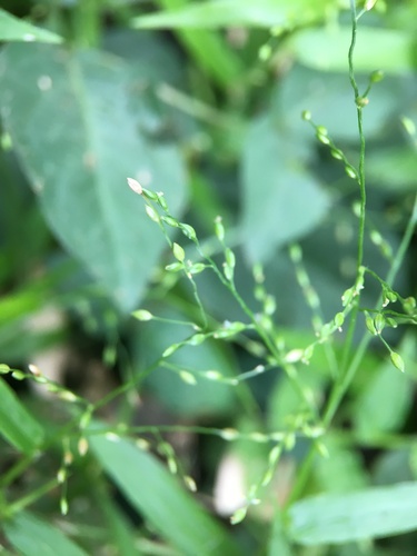 Ottochloa gracillima C.E.Hubb.