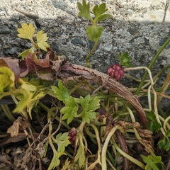 Ranunculus biternatus