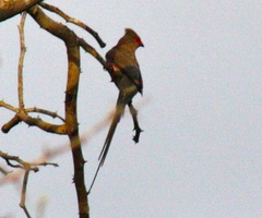 Urocolius indicus transvaalensis