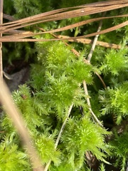 Sphagnum strictum