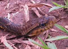 Xenodon rabdocephalus