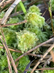 Sphagnum strictum