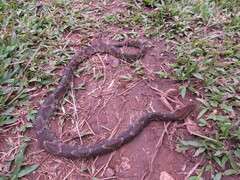 Xenodon rabdocephalus