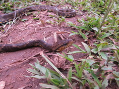 Xenodon rabdocephalus