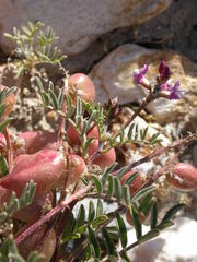 Astragalus nutans
