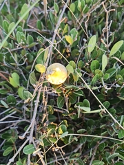 Ancylobothrys capensis