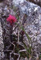 Castilleja parviflora parviflora