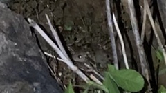 Pseudomys delicatulus