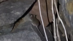 Pseudomys delicatulus