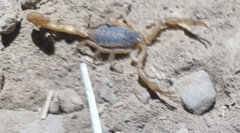 Centruroides ornatus