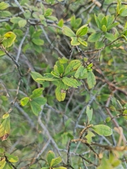 Diospyros lycioides