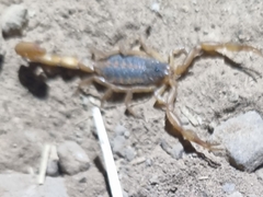 Centruroides ornatus