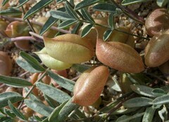 Astragalus nutans