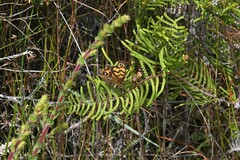 Heteronympha cordace