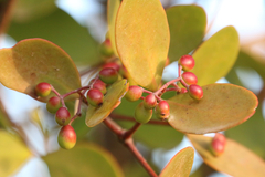 Muellerina celastroides