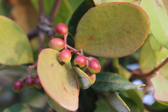 Muellerina celastroides