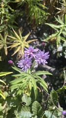 Calorezia prenanthoides