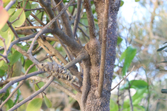 Muellerina celastroides