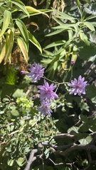 Calorezia prenanthoides