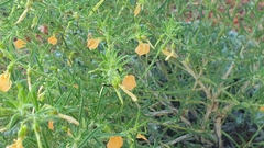 Pigea aurantiaca
