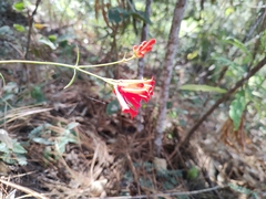 Bouvardia ternifolia