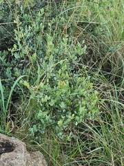 Osyris lanceolata