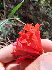 Bouvardia ternifolia