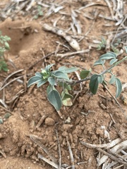 Florestina tripteris