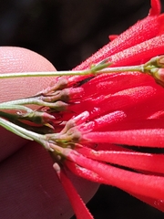 Bouvardia ternifolia