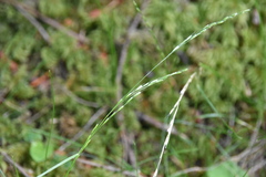 Deschampsia elongata