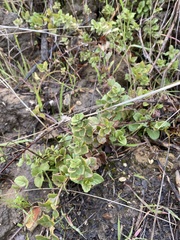 Clinopodium douglasii