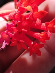 Bouvardia ternifolia