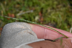 Deschampsia elongata