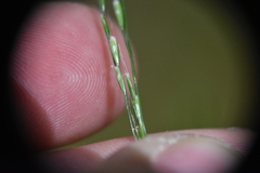 Deschampsia elongata