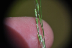 Deschampsia elongata