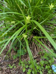 Carex intumescens