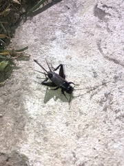 Teleogryllus commodus