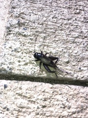 Teleogryllus commodus