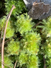 Sphagnum strictum