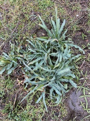 Chlorogalum pomeridianum