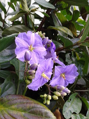 Solanum wendlandii