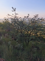 Vachellia robusta