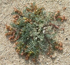 Astragalus nutans